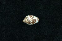 藏品(火燄筆螺)的圖片